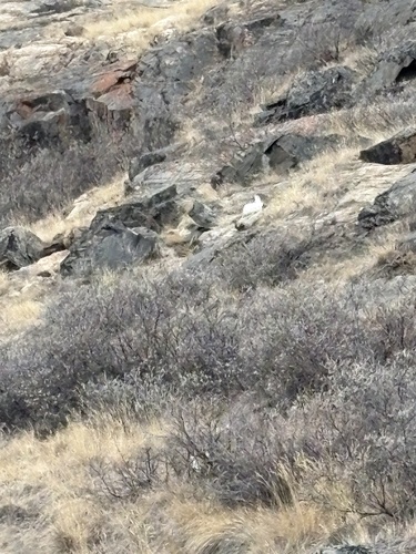 Arctic Hare observed by jamesucl