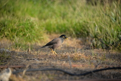 Acridotheres tristis
