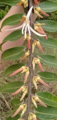 Xylopia aromatica