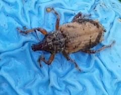 Listroderes difficilis