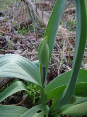Tulipa gesneriana