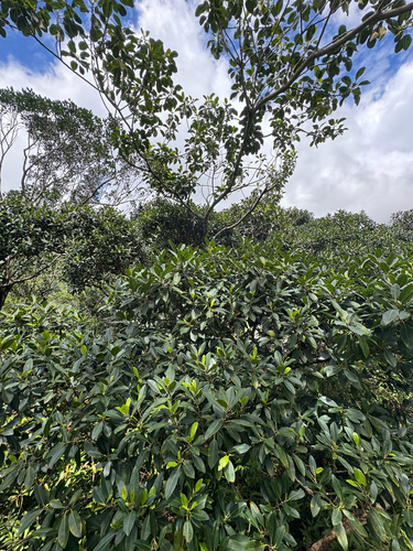 Ficus rubiginosa observed 2026-04-23