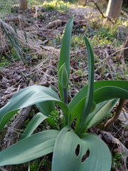 Tulipa gesneriana