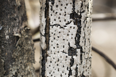 Diatrype disciformis