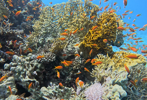 Pseudanthias squamipinnis
