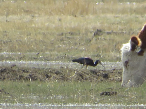 White-faced Ibis