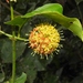 Uncaria - Photo (c) Edson Guilherme, some rights reserved (CC BY-NC), uploaded by Edson Guilherme