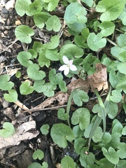 Claytonia virginica