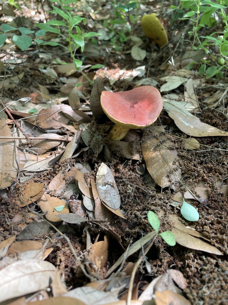 Hortiboletus rubellus · April 2026 · photo: © lanechaffin (iNaturalist, cc0)