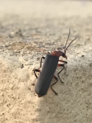 Cantharis paulinoi
