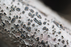 Diatrype disciformis