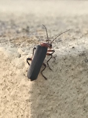 Cantharis paulinoi