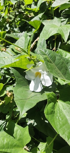Thunbergia grandiflora observed 2026-04-24