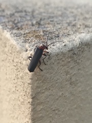Cantharis paulinoi