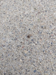 Armadillidium vulgare