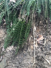 Polystichum acrostichoides