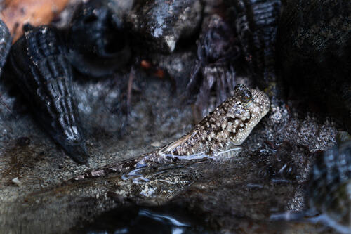 Kalolo mudskipper (Periophthalmus kalolo) — Gobiidae — 4