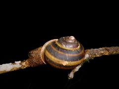 Lysinoe