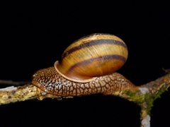 Lysinoe