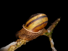 Lysinoe