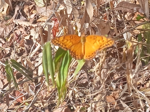 Mexican Fritillary (Euptoieta hegesia)