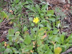 Glossopappus macrotus