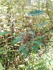Lagascea
