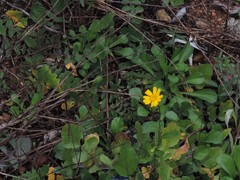 Glossopappus macrotus