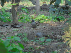 Eophona migratoria