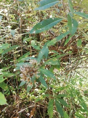 Lagascea