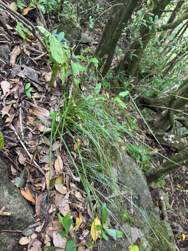 Carex meyenii observed 2026-04-23