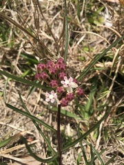 Asclepias michauxii