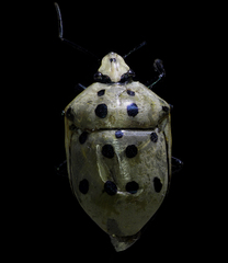 Augocoris gomesii