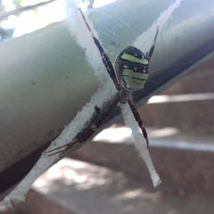 Argiope minuta