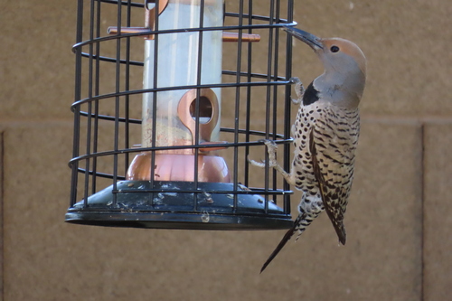 Gilded Flicker