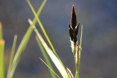 Carex acutiformis