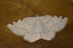 Stegania trimaculata