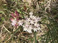 Asclepias michauxii