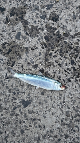ブラジルサッパ