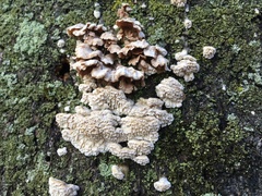 Fungi