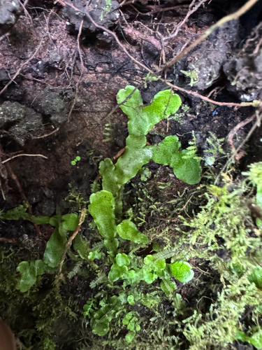 Wiesnerella denudata observed 2026-04-23