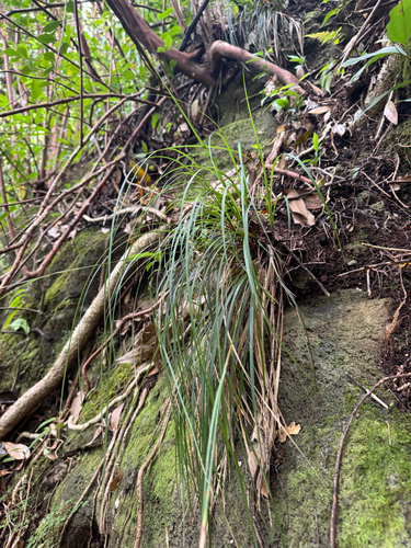Carex meyenii observed 2026-04-23