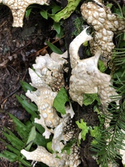 Lobaria pulmonaria