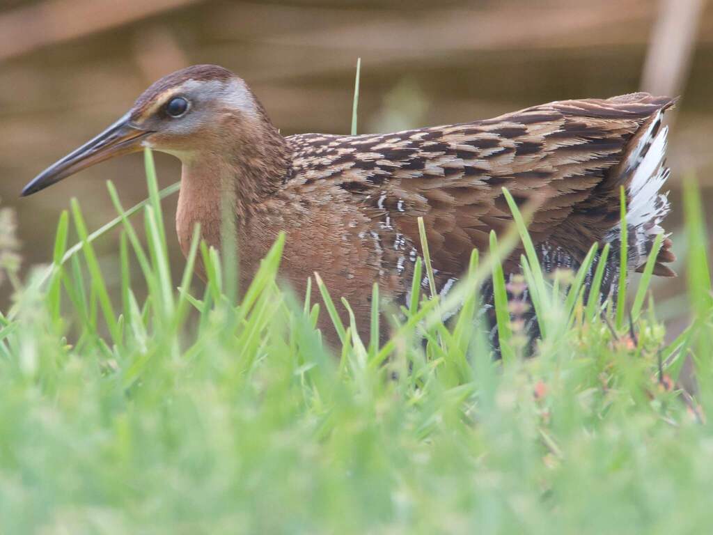 King × Clapper Rail