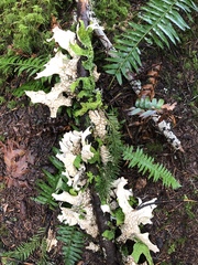 Lobaria pulmonaria
