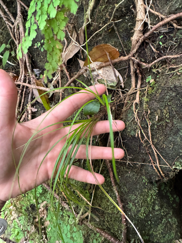Carex meyenii observed 2026-04-23