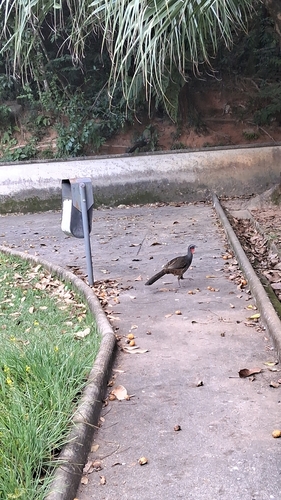Rusty-margined Guan (Penelope superciliaris), photo 4
