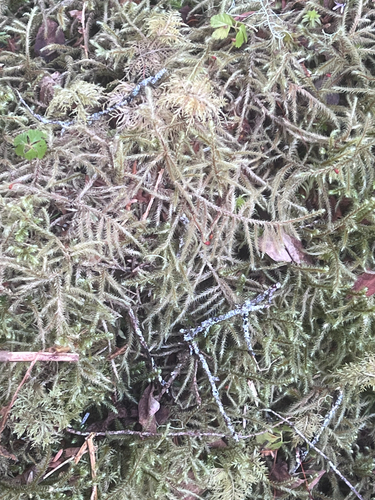 Rhytidiadelphus loreus