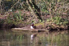Aix galericulata