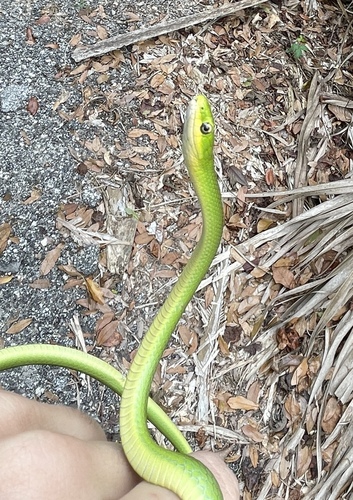 Florida Rough greensnake, Opheodrys carinatus